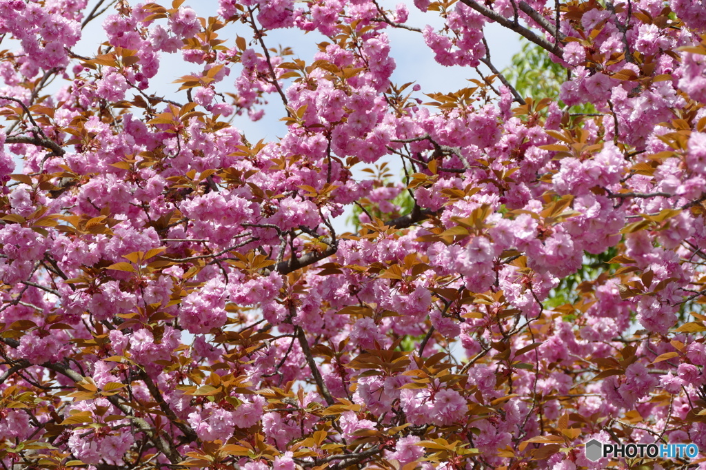 八重桜の咲く道を散歩して