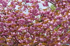 八重桜の咲く道を散歩して