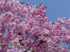 枝垂桜