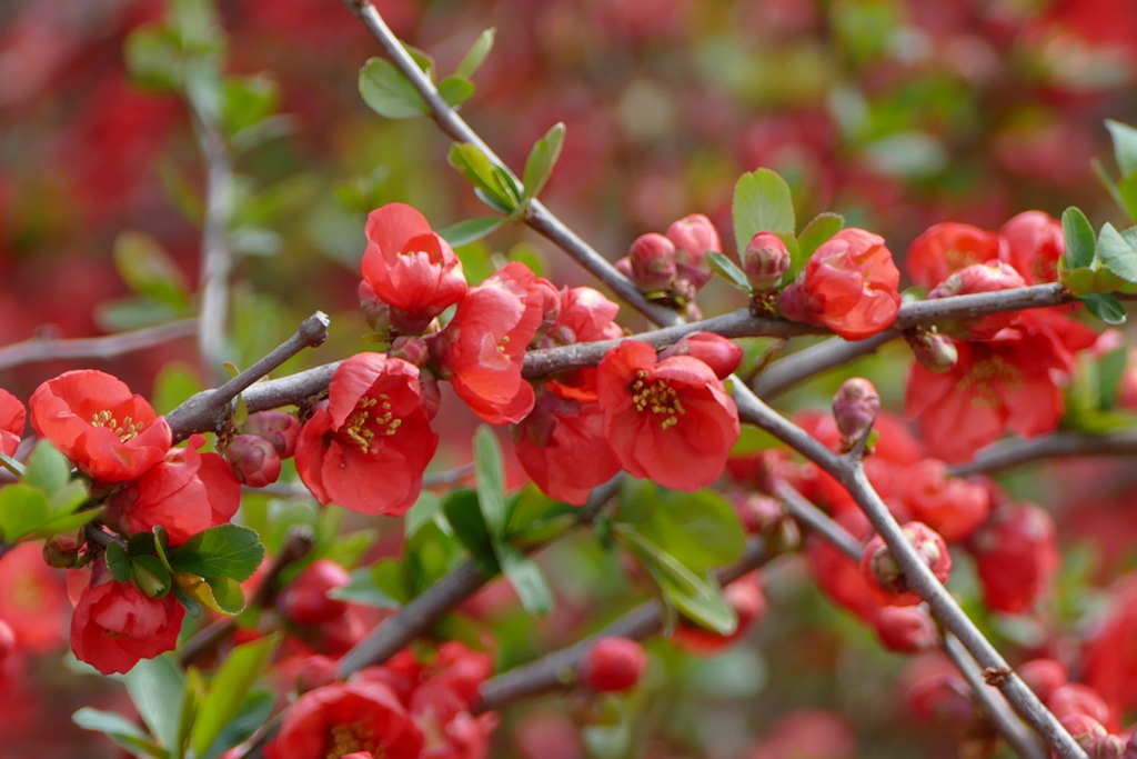 今日のべっぴんさん。