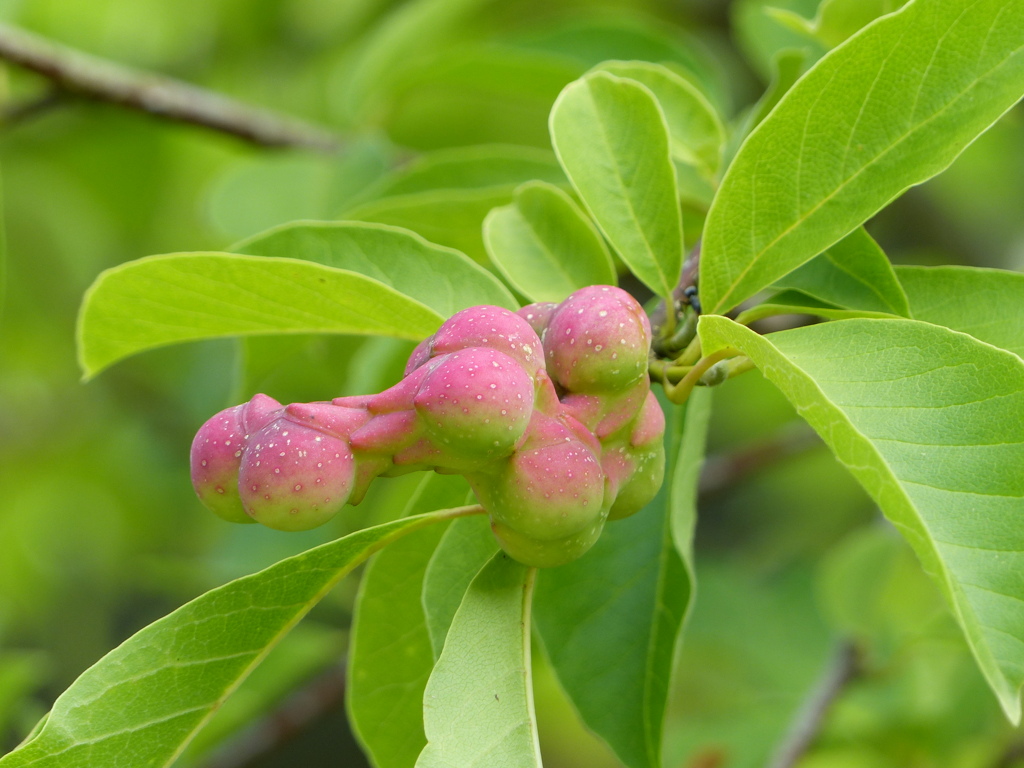 夏の里山で8(コブシの実)