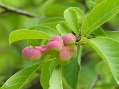 夏の里山で8(コブシの実)