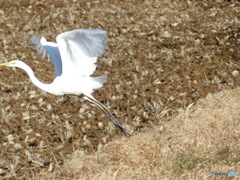 ダイサギ