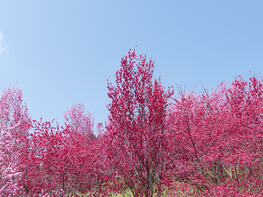 花もも