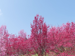 花もも