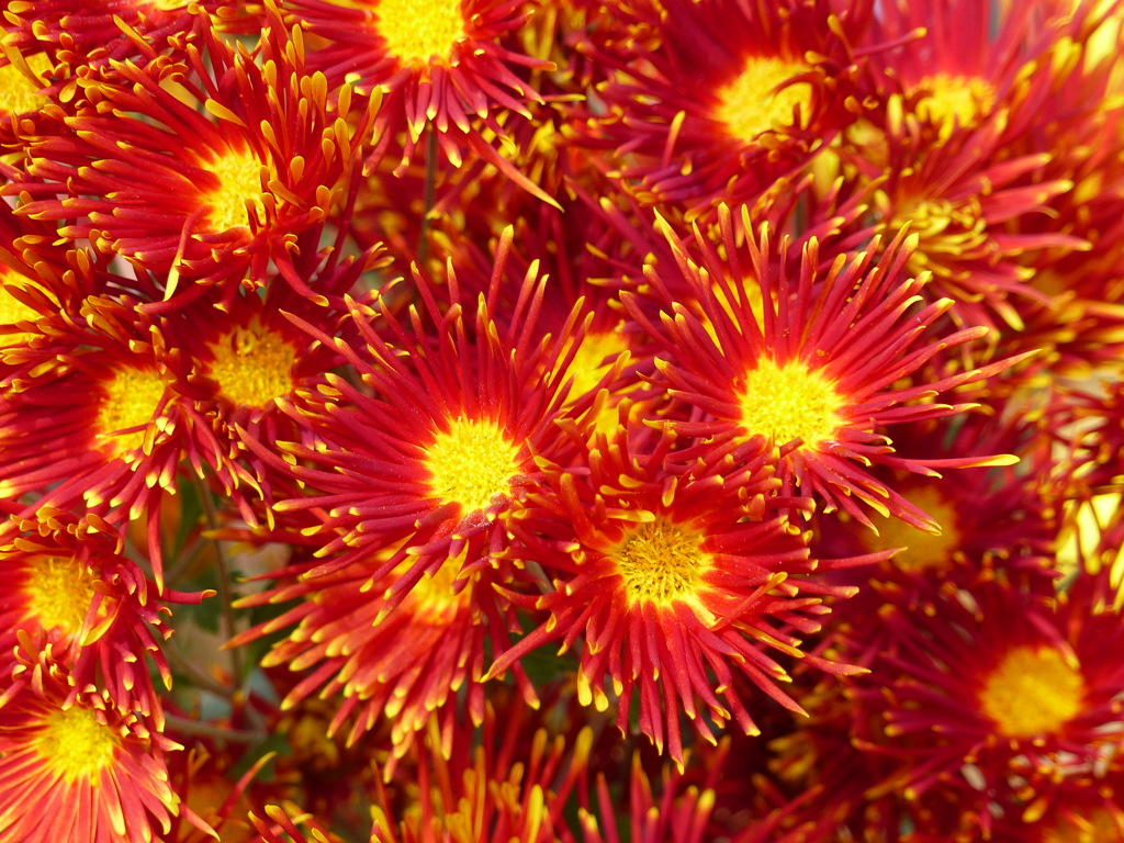 秋の花1(菊)