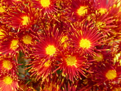 秋の花1(菊)