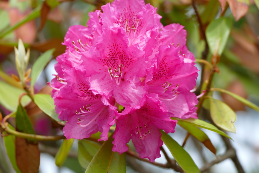 石楠花