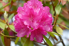 石楠花