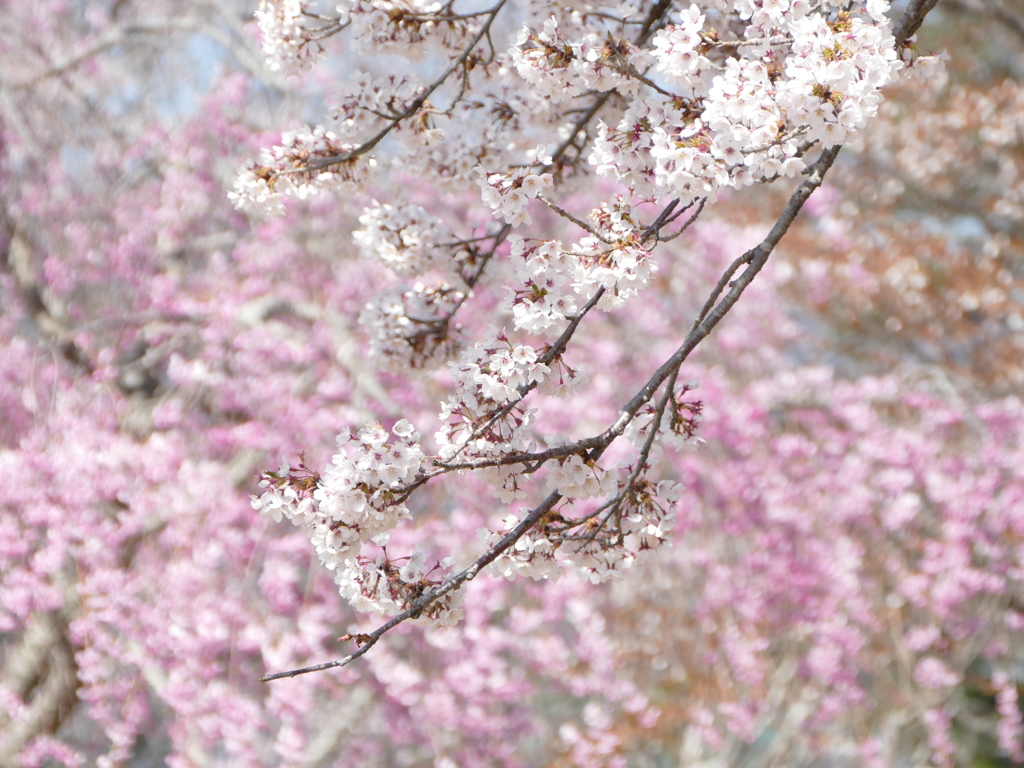 青空と桜
