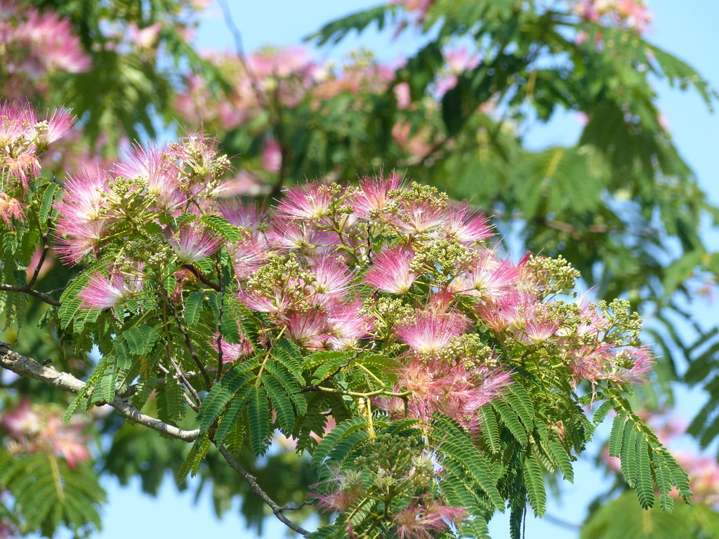 夏の花5(合歓の木)