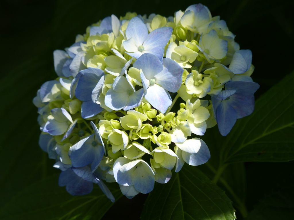 紫陽花