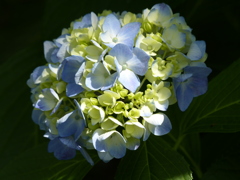 紫陽花