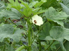 夏に咲く花(オクラ）
