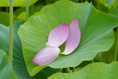 蓮池で