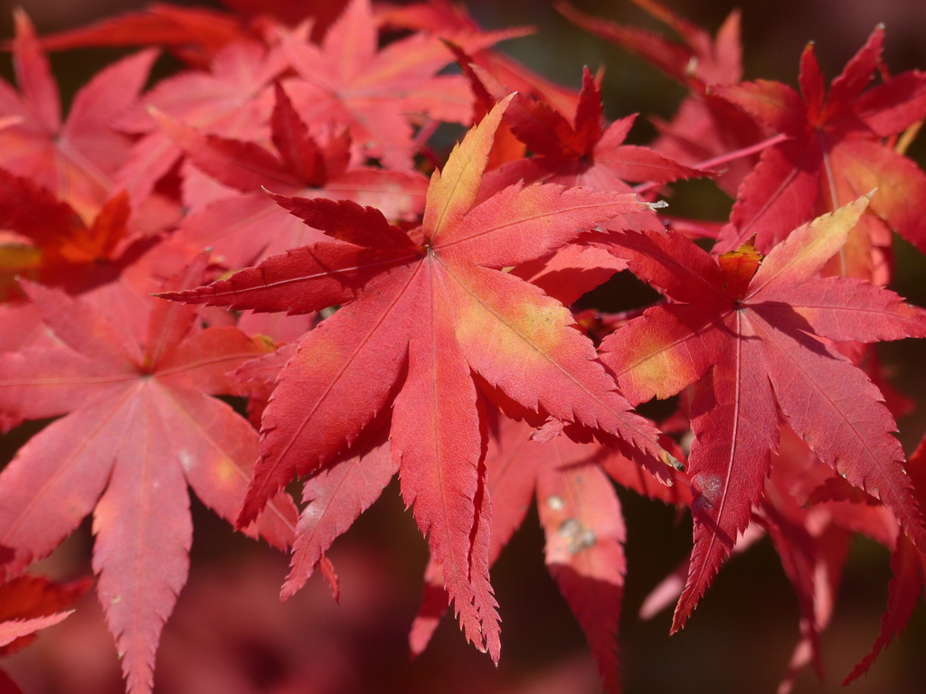 紅葉