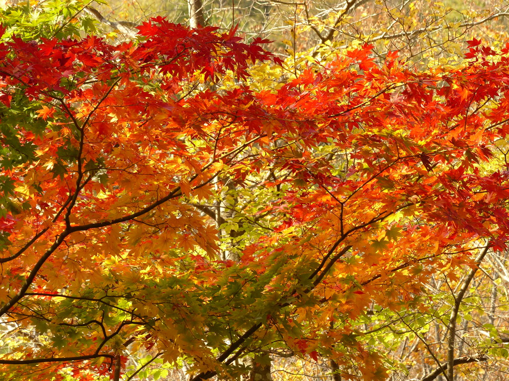 紅葉