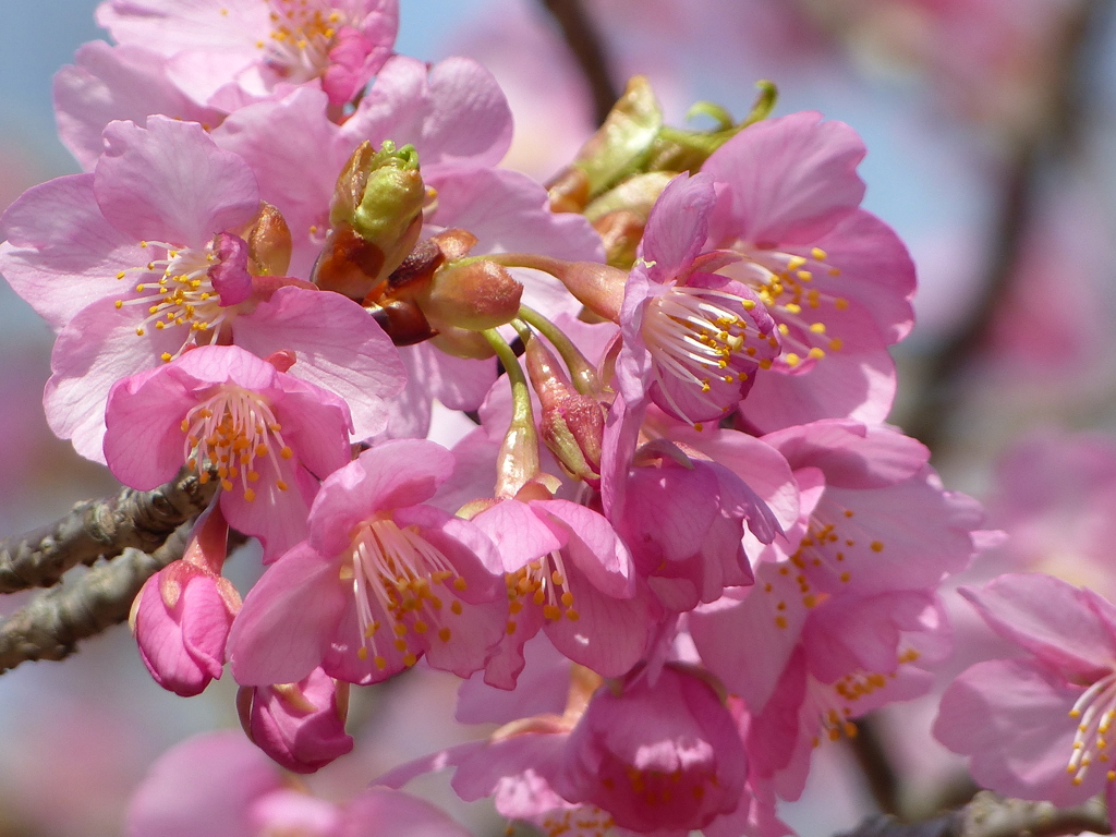 春の花2(桜2)