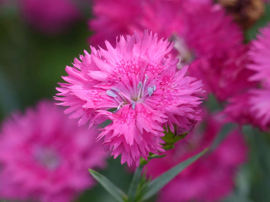 春の花