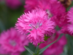 春の花