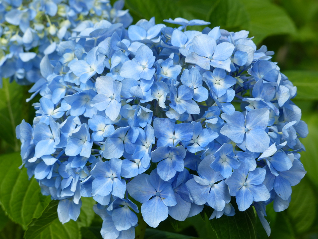 夏の花4(紫陽花1)