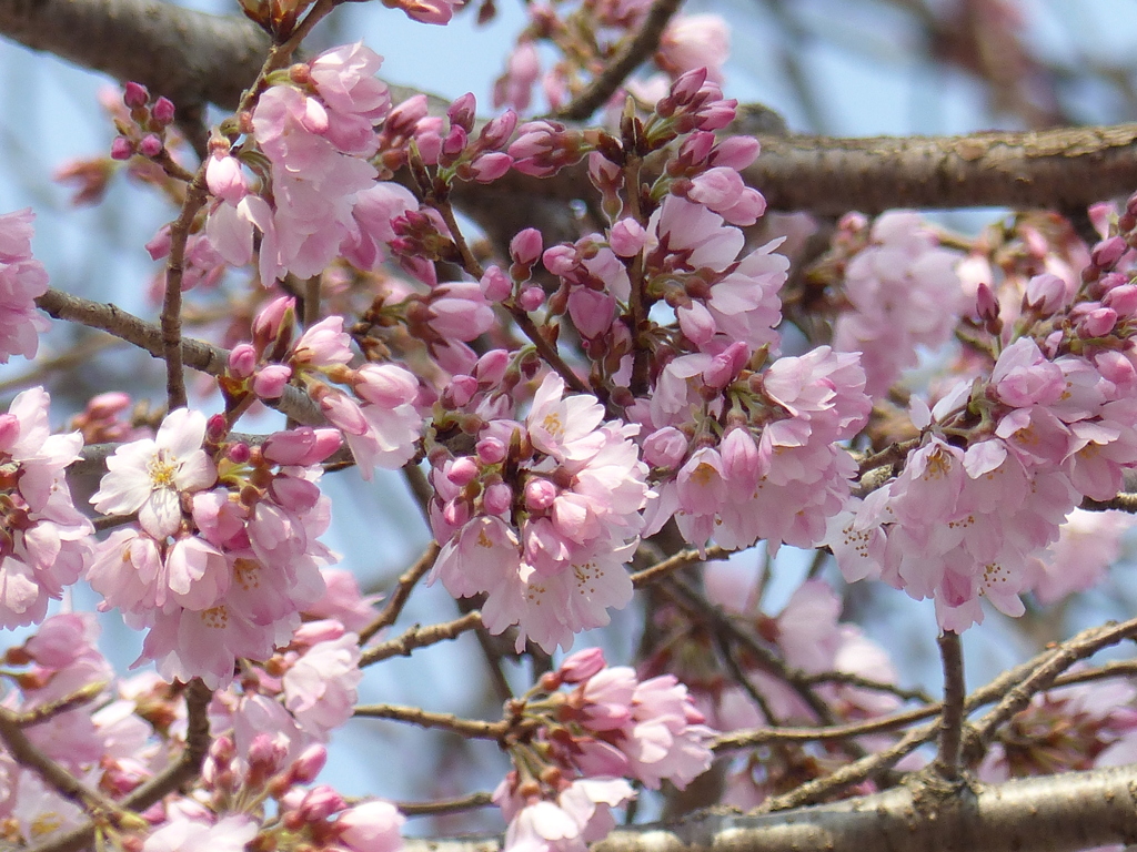 春の花