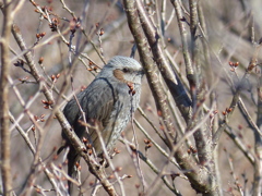 里山の冬鳥たち
