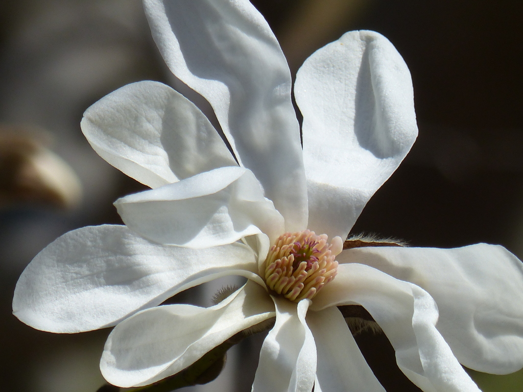 春の花