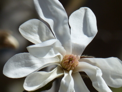 春の花