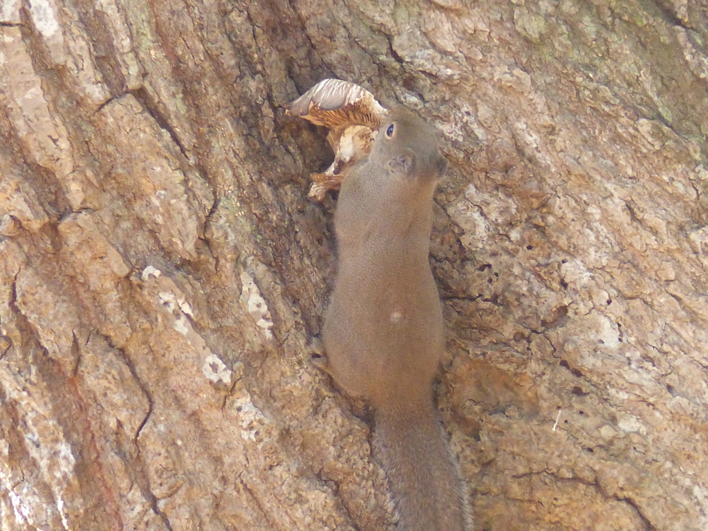 冬の里山で1(リス1)