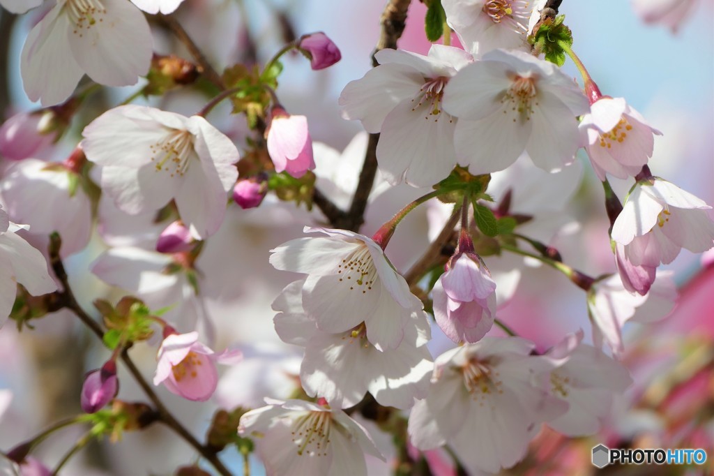 残りの桜を探して 