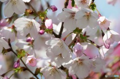 残りの桜を探して 