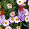 春の花