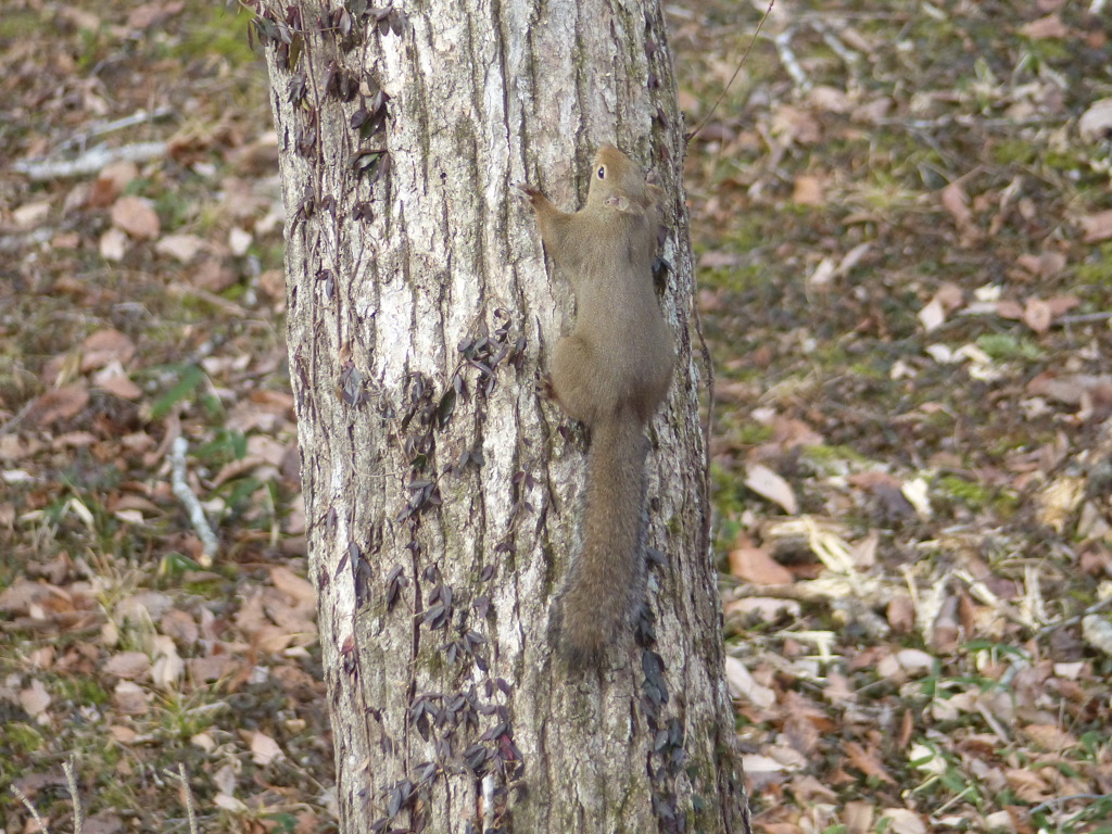 冬の里山で18(リス5)