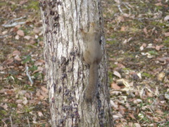 冬の里山で18(リス5)