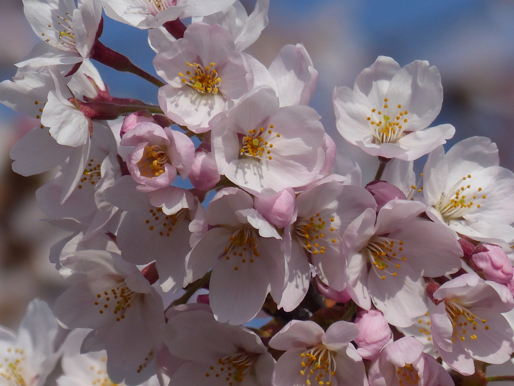 桜