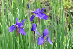 花畑で