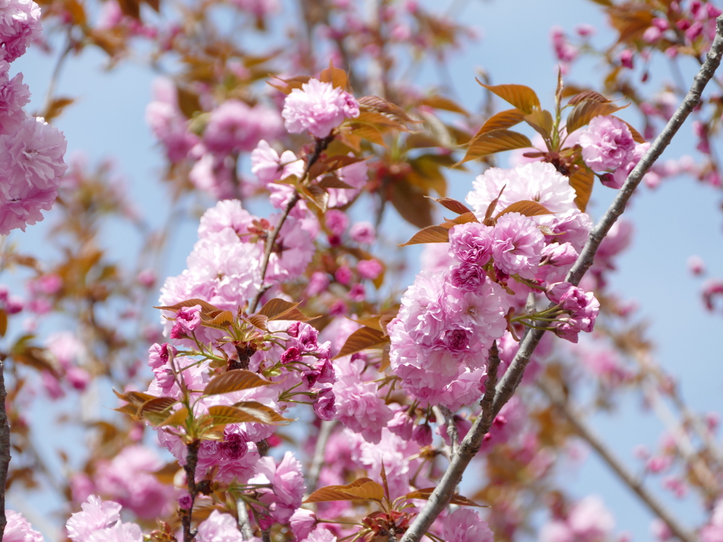 春の花8(桜8)