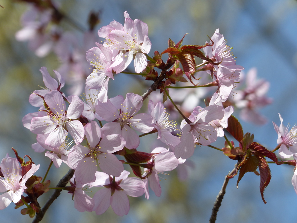 春の花5(桜)