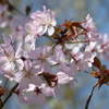 春の花5(桜)