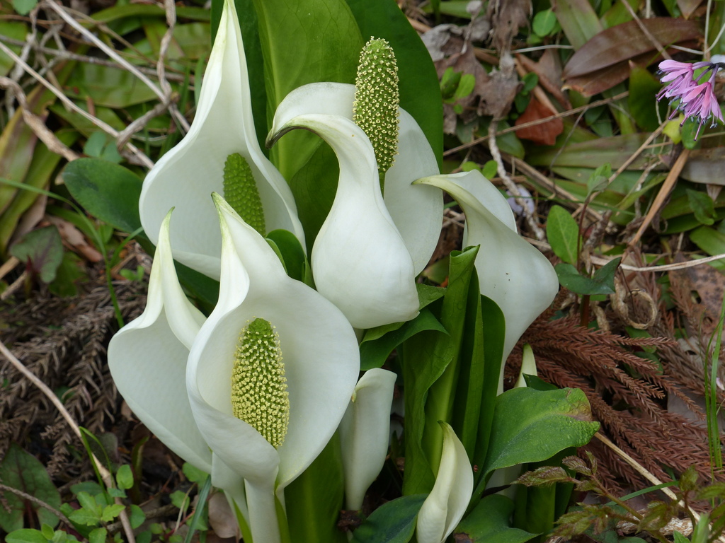 新緑の里山で1(水芭蕉)