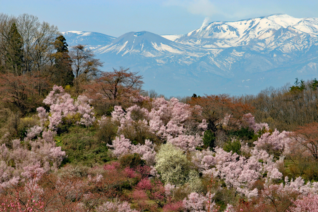 花見山