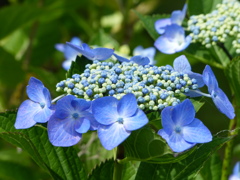 夏の花3(紫陽花)