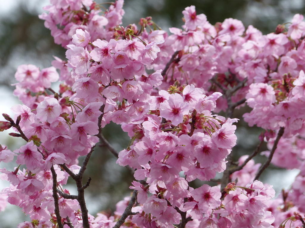 春の花4(桜2)
