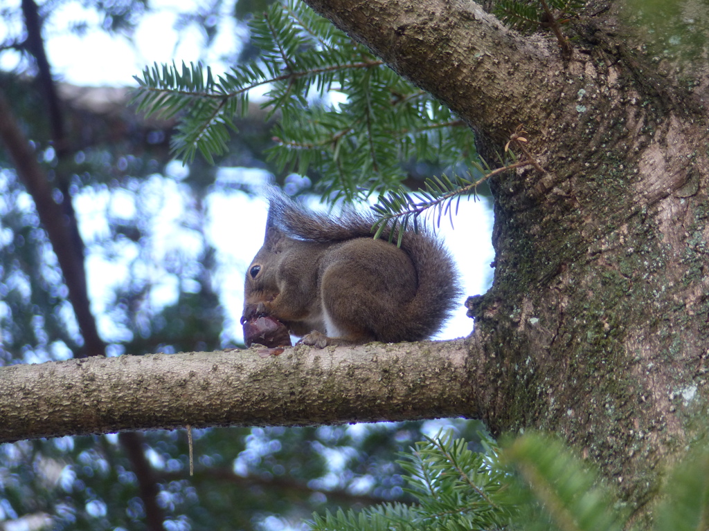 冬の里山で6(リス4) 