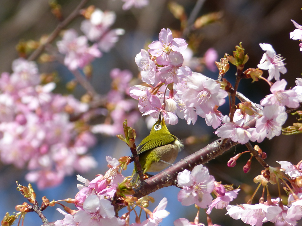 メジロ と桜