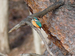 カワセミ