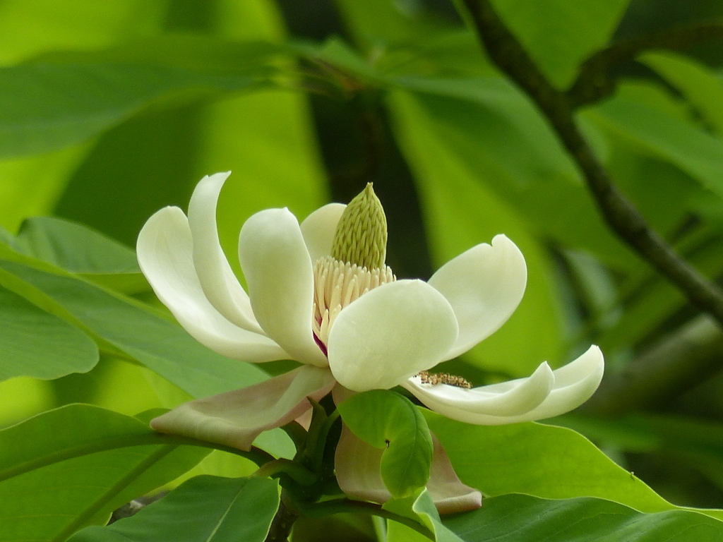 朴ノ木の花