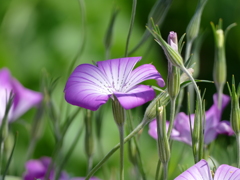 春の花