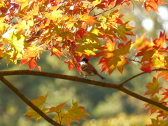 紅葉